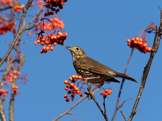 Song thrush,  Turdus philomelos