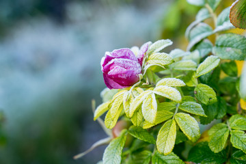 Rosa blooming. Rosehip blossom. Frosty rose hip bloom, green and yellow leaves in autumn, natural environment  background