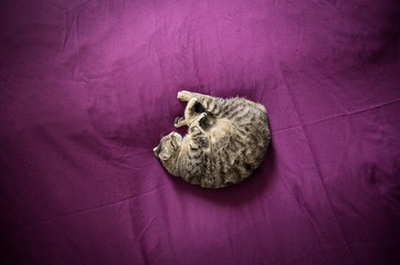 Cat sleeping on purple blanket