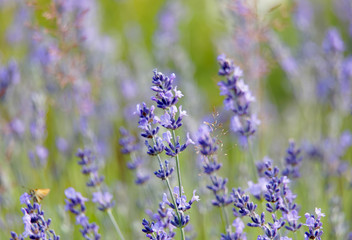 Naklejka premium Closeup of Purple Lavender flower, green unsharp background (latin: Lavandula)