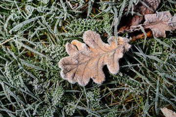 Colored oak leaves. Frosty brown and green leaves in autumn. Natural environment  background