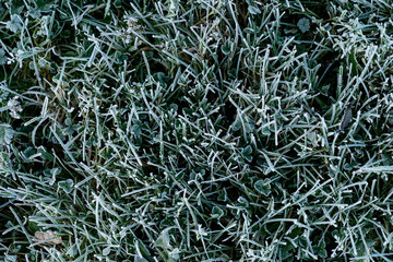 Frosty green leaves in autumn, natural environment  background