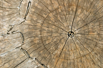 Wood log texture