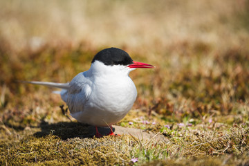 Sterne arctique