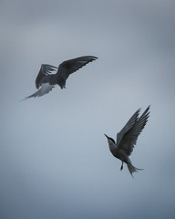 Sterne arctique en vol