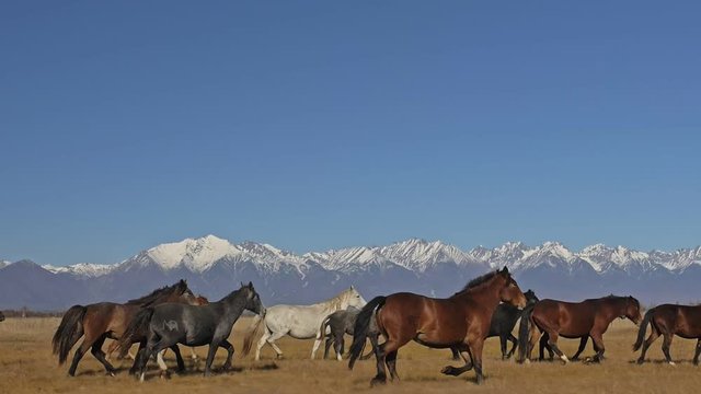 Walking and running horse. Horses moves slowly against the background of the grazing herd. Herd of horses running on the steppes in background snow-capped mountain. Slow Motion at rate of 180 fps.