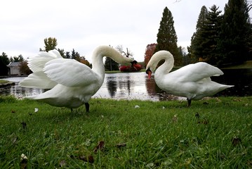 Swans swimming and preening