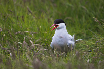 Sterne arctique 