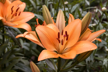 Orange garden lily, bloom.