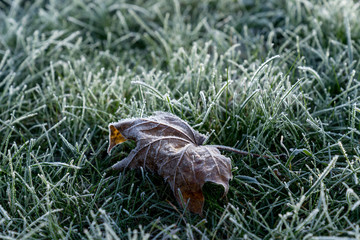 Colored maple leaves. Frosty brown autumn leaves. Natural environment  background