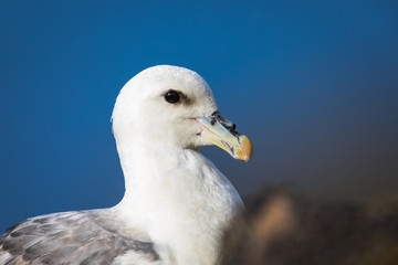 Fulmar boréal