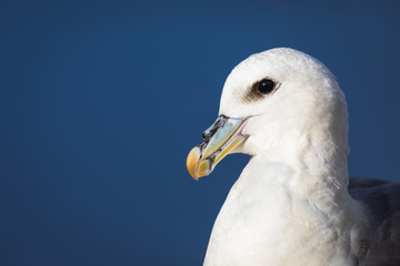 Fulmar boréal