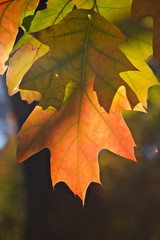 beautiful autumn leaves and flowers