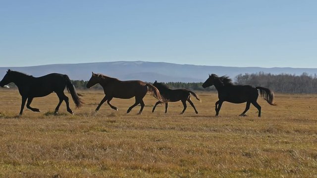 Walking and running horse. Horses moves slowly against the background of the grazing herd. Herd of horses running on the steppes in background snow-capped mountain. Slow Motion at rate of 180 fps.