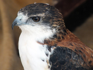 Águila