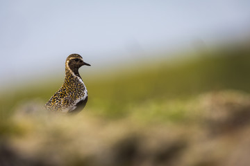 Pluvier doré en Islande