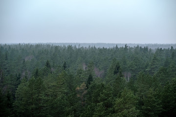 panoramic view of misty forest. far horizon