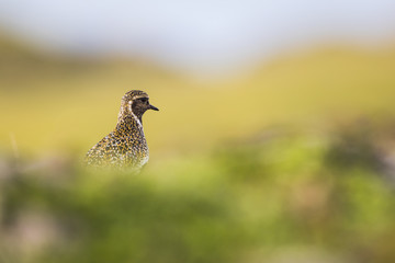 Pluvier doré en Islande