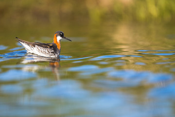 Phalarope à bec étroit