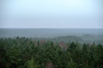 panoramic view of misty forest. far horizon