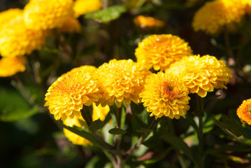 beautiful autumn leaves and flowers