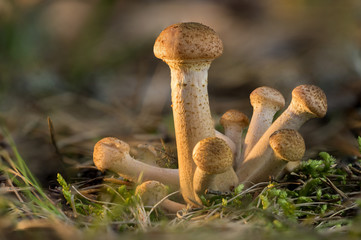 Armillaria mellea. Northern Honey mushrooms  is edible wild fungus. Brown mushroom, natural environment background