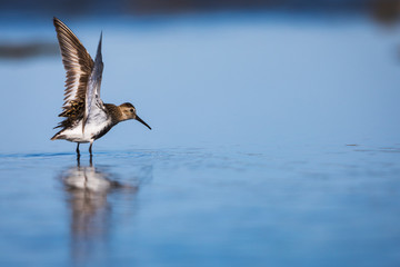 Bécasseau variable