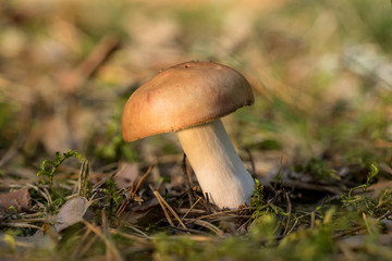 Russula decolorans mushroom is edible wild fungus. Orange mushroom, natural environment background