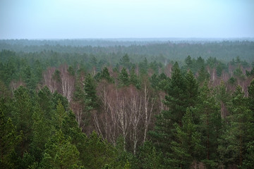 panoramic view of misty forest. far horizon
