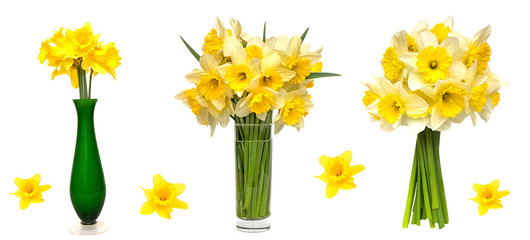 Beautiful Set of yellow narcissus flowers isolated on white background