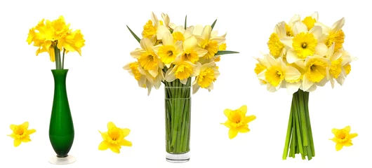 Photo sur Plexiglas Narcisse Beautiful Set of yellow narcissus flowers isolated on white background