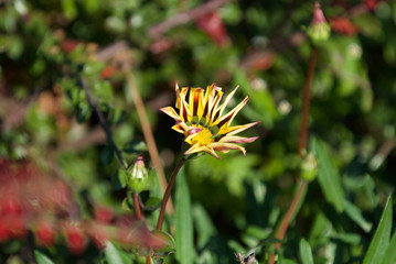 beautiful autumn leaves and flowers