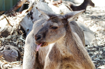 stupid Kangaroo 