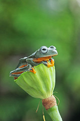 Tree frog, flying frog sits on the lotus leaf bud