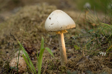Amanita virosa. destroying angel is deadly poisonous  basidiomycete fungus. White mushroom, natural...