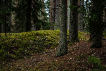 dark autumn foorest with spruce and pine tree