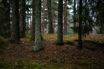 dark autumn foorest with spruce and pine tree