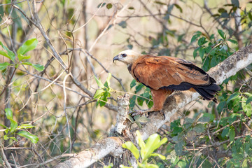 Fototapeta premium Birds 