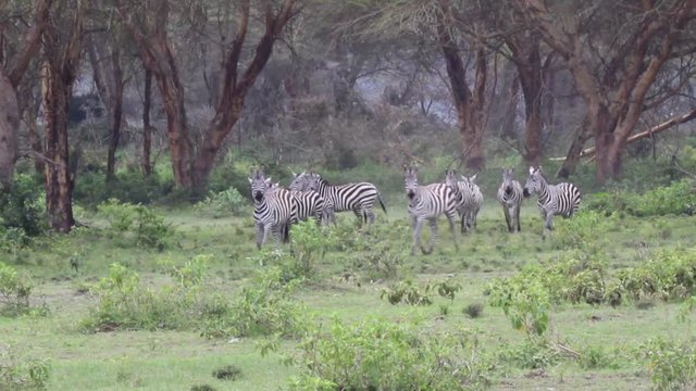 Zebra walking and then looking in Kenya