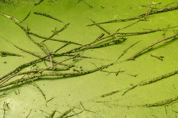 Lemna minor in the river. Common duckweed and branches on the standing water. Green little ditch,...