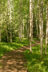 Trail in the woods in beautiful spring landscape. Walking path in the mixed forest.