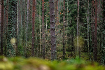 dark autumn foorest with spruce and pine tree