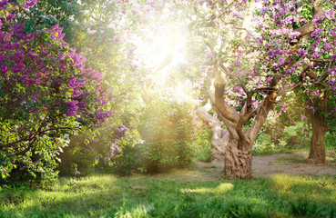 beautiful landscape with old lilac tree blossoming in the garden. Lilac bushes under bright sun rays - Powered by Adobe