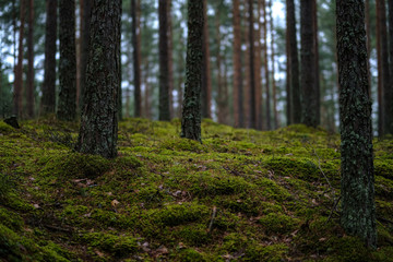 dark autumn foorest with spruce and pine tree