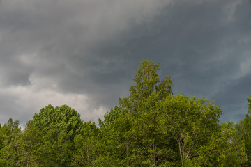 Obraz premium Green hardwood and clouds of storm, natural environment background