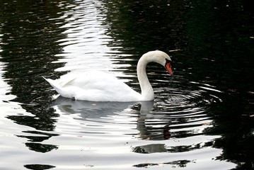 Swans swimming and preening