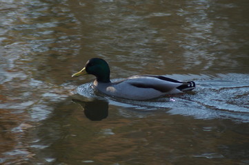 Ente auf See