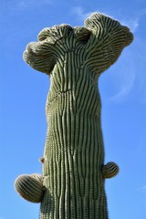 Crested Cristate Rare Unique Saguaro Cactus Tucson Mountain Park Arizona Desert