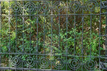 texture of black iron rods fence overgrown with green plants
