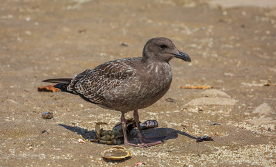 brown sea gull with crab